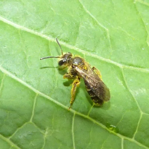 Andrena subopaca - photo 3