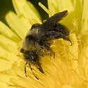 Black-banded Miner Bee - photo 2