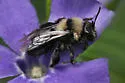 Black-banded Miner Bee - photo 3