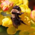 Black-banded Miner Bee - photo 4