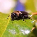 Black-banded Miner Bee - photo 5