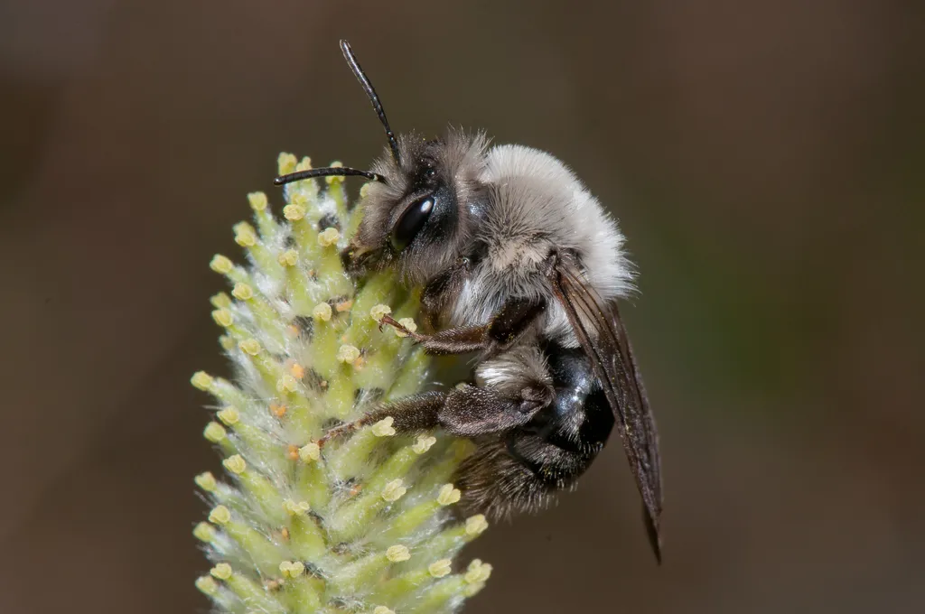 Grey-backed Mining Bee - photo 2