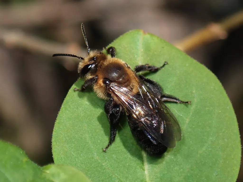 Andrena vicina - photo 3