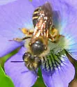 Andrena violae - photo 2
