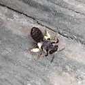 Andrena violae - photo 3