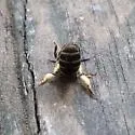 Andrena violae - photo 4