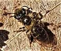 Andrena violae - photo 5