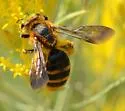 Andrena vulpicolor - photo 2