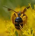 Andrena vulpicolor - photo 3