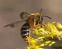 Andrena vulpicolor - photo 5