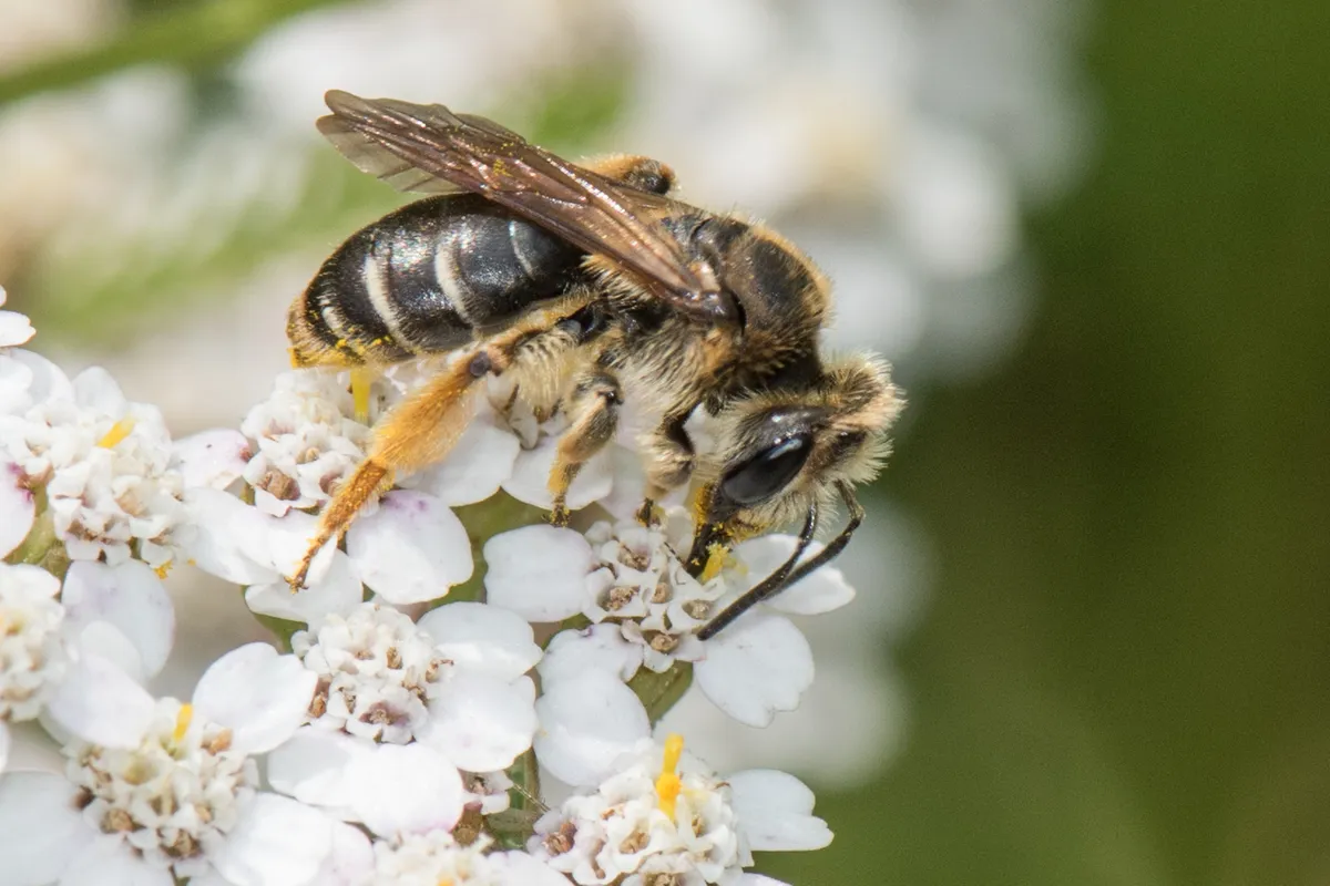 Andrena wilkella - photo 2
