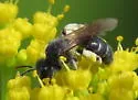 Golden-Alexanders Mining Bee - photo 2