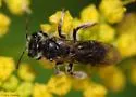 Golden-Alexanders Mining Bee - photo 3