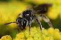 Golden-Alexanders Mining Bee - photo 4