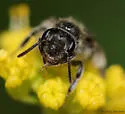 Golden-Alexanders Mining Bee - photo 5