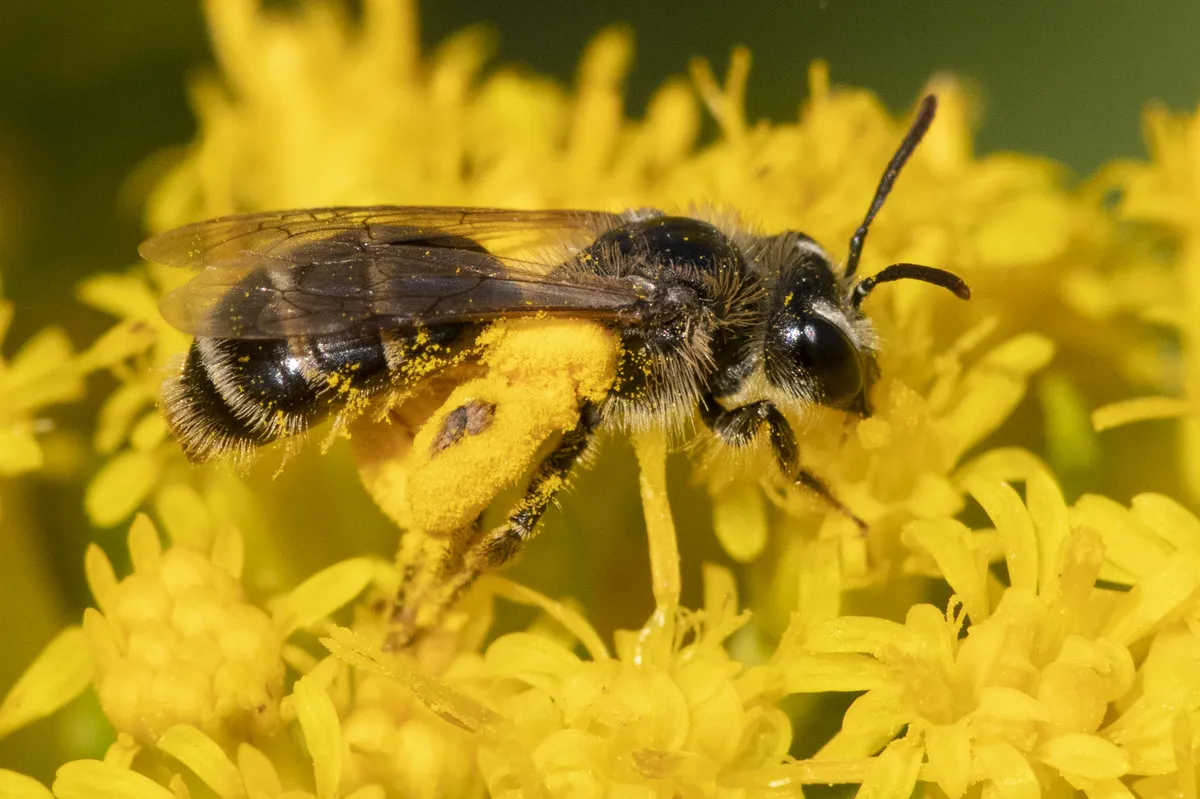 Miner, Fairy, Allied Panurgine, and Oxaeine Bees - photo 2