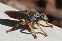 Golden-horned Chiselmouth - photo 2