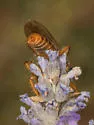 Golden-horned Chiselmouth - photo 3