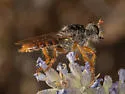 Golden-horned Chiselmouth - photo 4