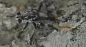 Texas Chiselmouth - photo 5