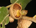 Andricus balanella