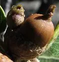 Andricus balanella - photo 3