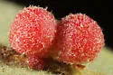 Clustered Gall Wasp