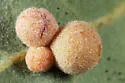 Clustered Gall Wasp - photo 2