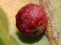 Clustered Gall Wasp - photo 3