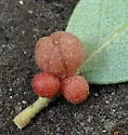 Clustered Gall Wasp - photo 4