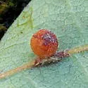 Clustered Gall Wasp - photo 5