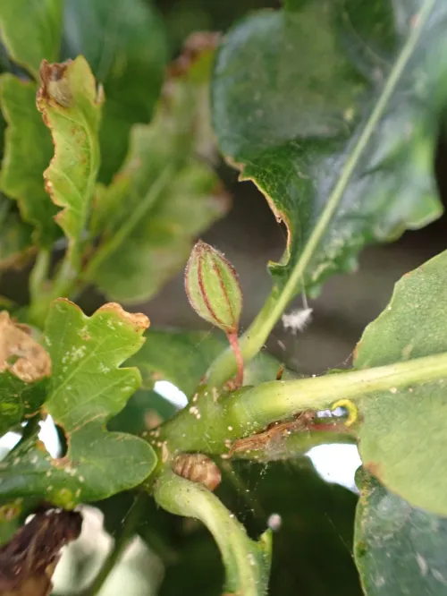 Andricus callidoma