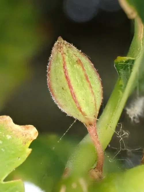 Andricus callidoma - photo 2