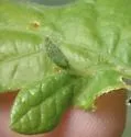 Small Oak Spindle Gall Wasp