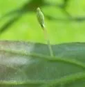Small Oak Spindle Gall Wasp - photo 2
