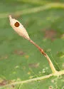 Small Oak Spindle Gall Wasp - photo 4