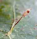 Small Oak Spindle Gall Wasp - photo 5