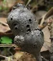 Irregular Spindle Gall Wasp