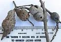 Irregular Spindle Gall Wasp - photo 2