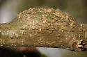 Irregular Spindle Gall Wasp - photo 3