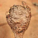 White Oak Club Gall Wasp