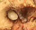 White Oak Club Gall Wasp - photo 2