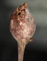 White Oak Club Gall Wasp - photo 5