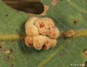 Convoluted Gall Wasp
