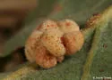 Convoluted Gall Wasp - photo 2