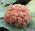 Convoluted Gall Wasp - photo 3