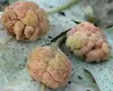Convoluted Gall Wasp - photo 4