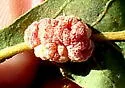 Convoluted Gall Wasp - photo 5