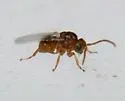 Andricus cooki
