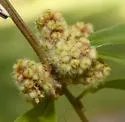 Andricus cooki - photo 2